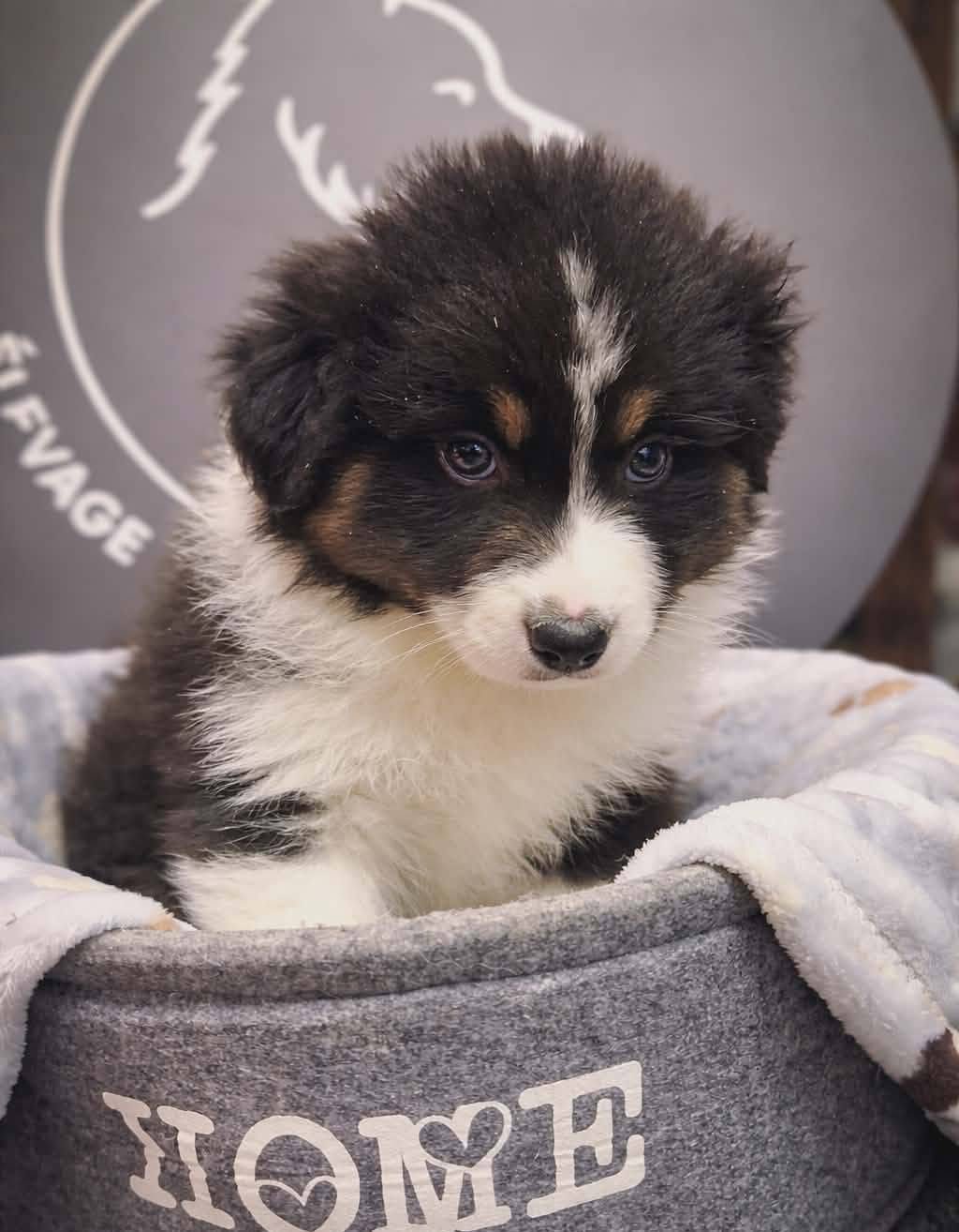 Chiot berger australien noir tricolore à liste blanche, assis dans un couffin.