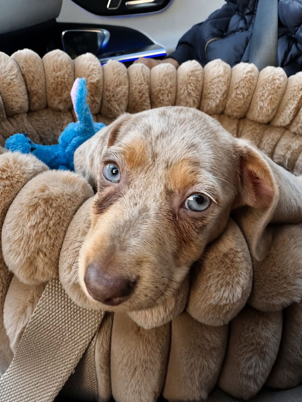 Chiot teckel à robe isabelle arlequin, couché dans un panier de transport.